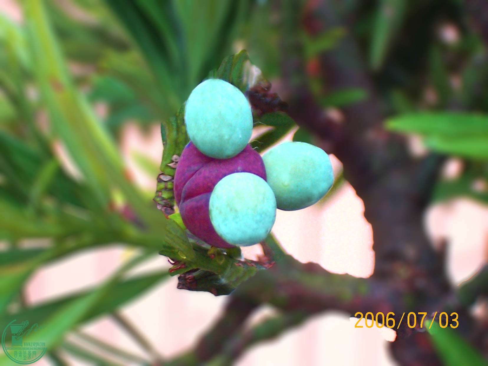 ̥޺ɹ.jpg