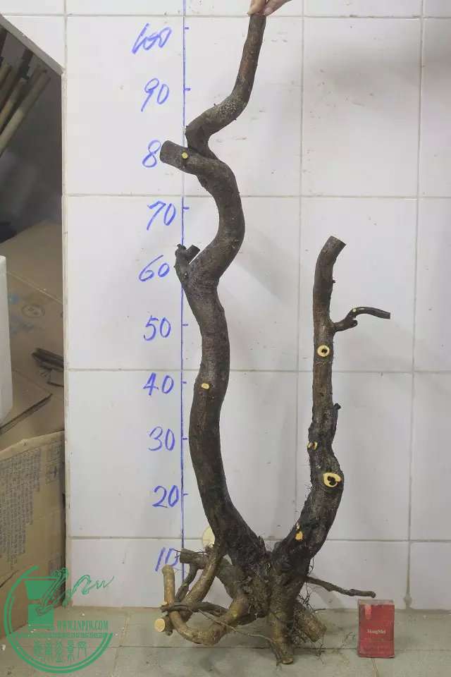 psb (31).jpg