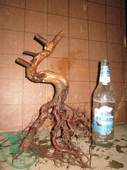 Сȸ.jpg