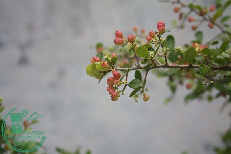 Ƭ20131026ۺ 4041.jpg