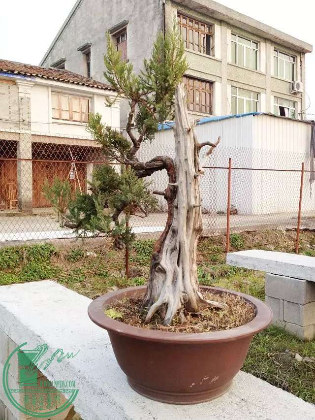 psb (1).jpg