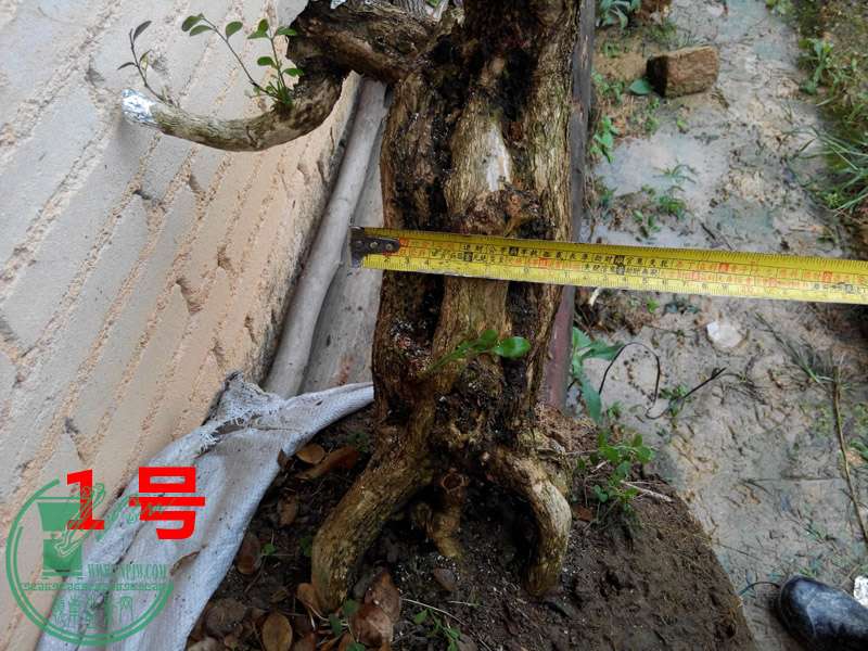 IMG_20151204_125648 .jpg