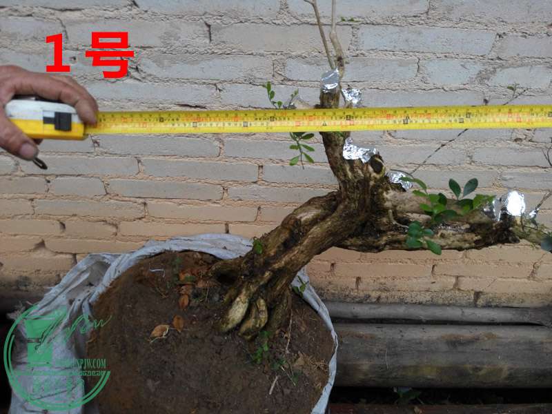 IMG_20151204_125724 .jpg