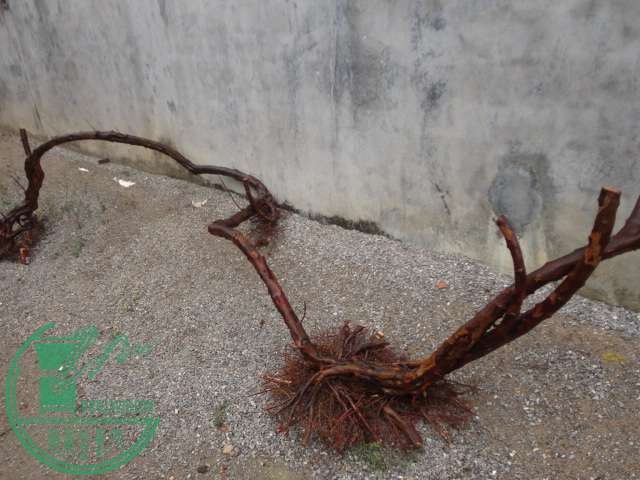 DSC02629.JPG