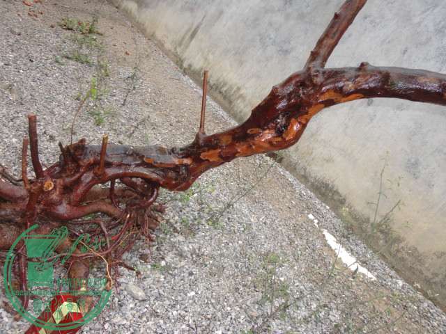 DSC02628.JPG