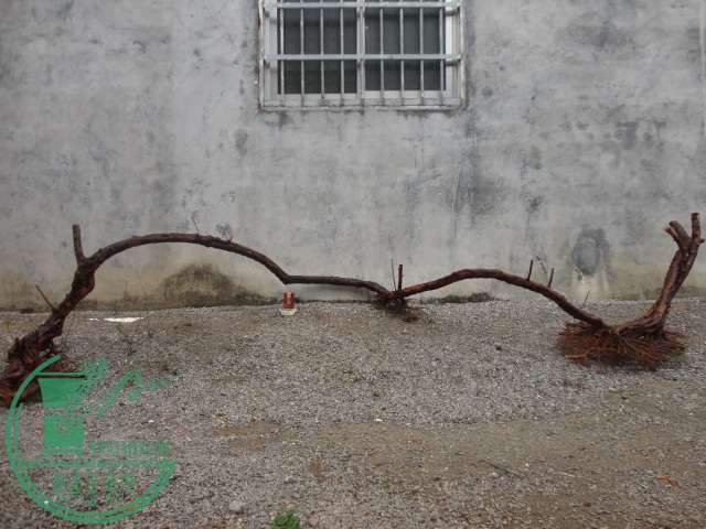 DSC02633.JPG