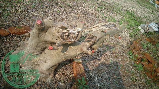 IMG_20151207_124726.jpg
