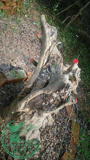IMG_20151207_124751.jpg