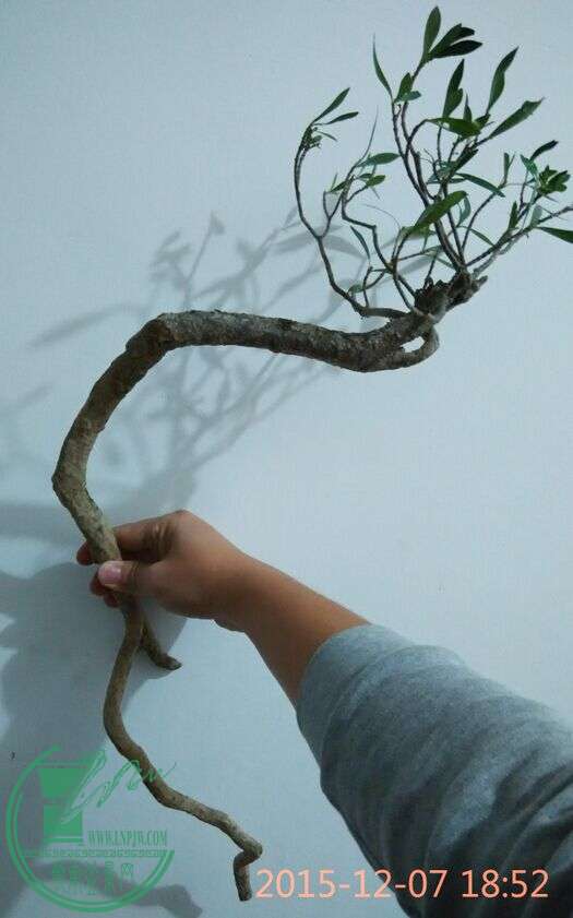 QQͼƬ20151207194618.jpg