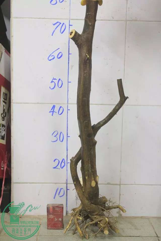 psb (10).jpg