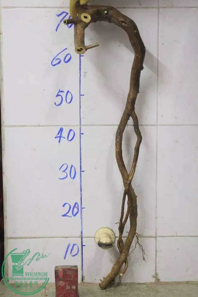 psb (13).jpg