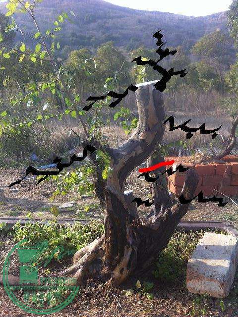 Ƭ 067.jpg