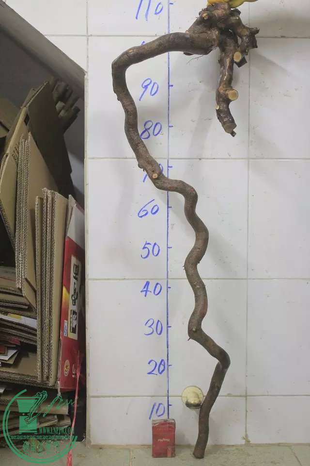 psb (8).jpg