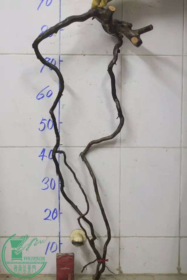 psb (22).jpg