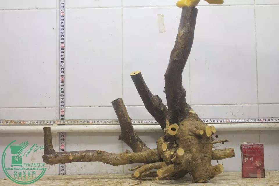 psb (1).jpg