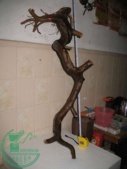 010.JPG