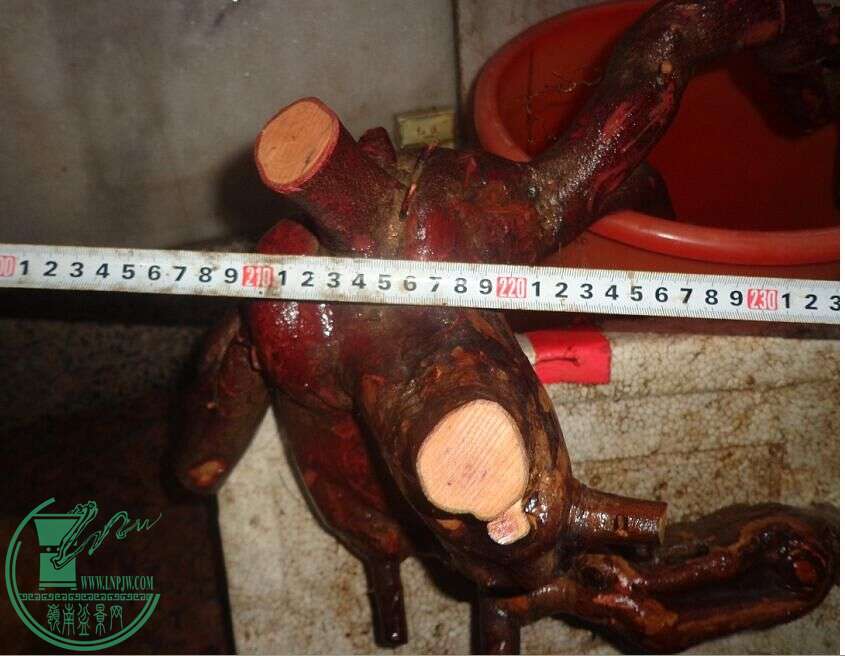 4.jpg