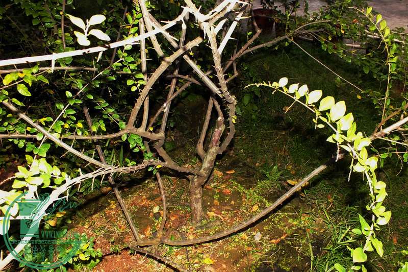 DSCF2520.JPG