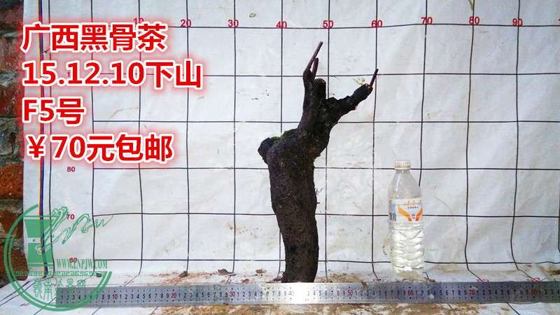IMG_20151210_180548_.jpg