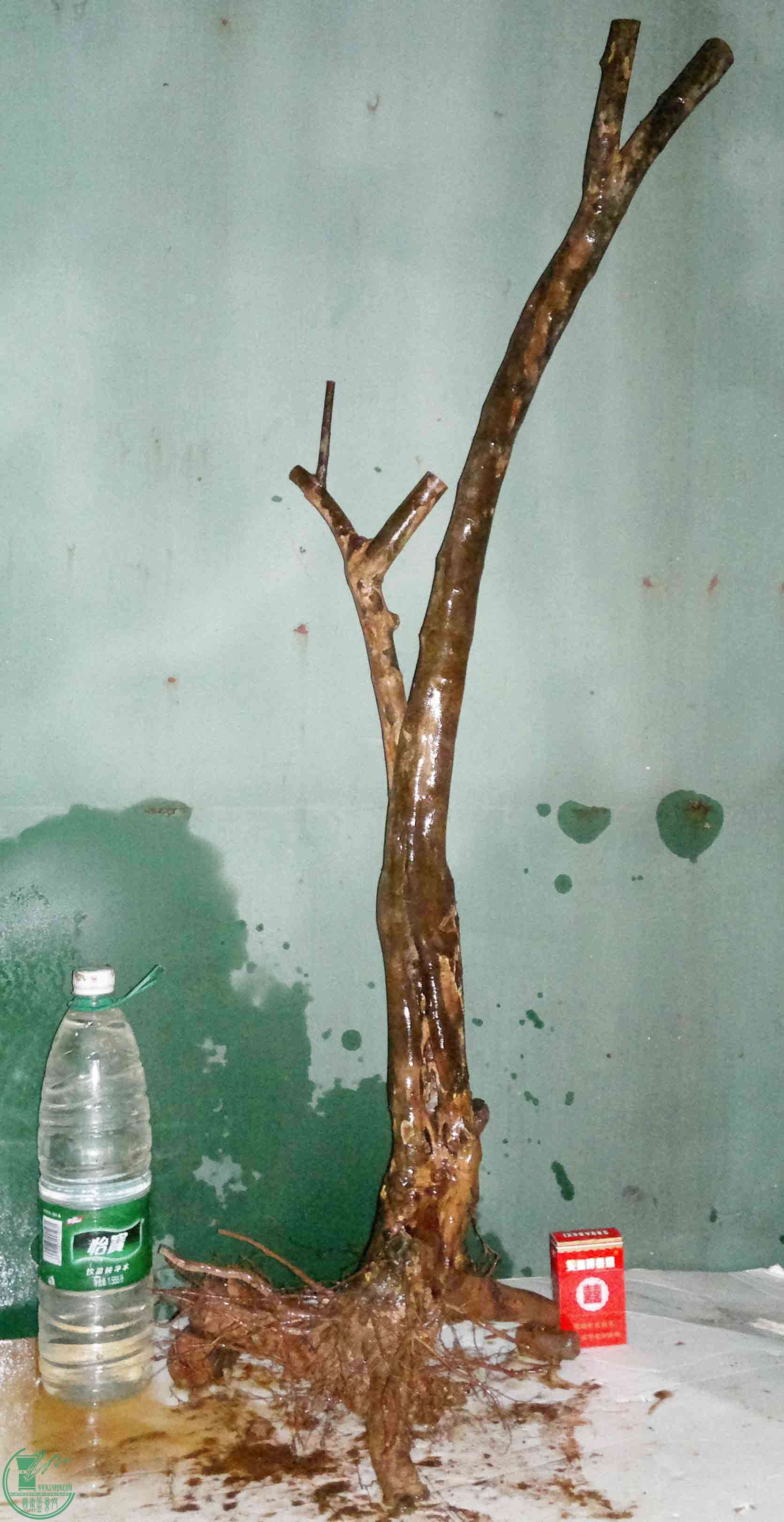 201512105317.jpg