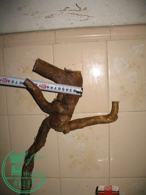 041.JPG