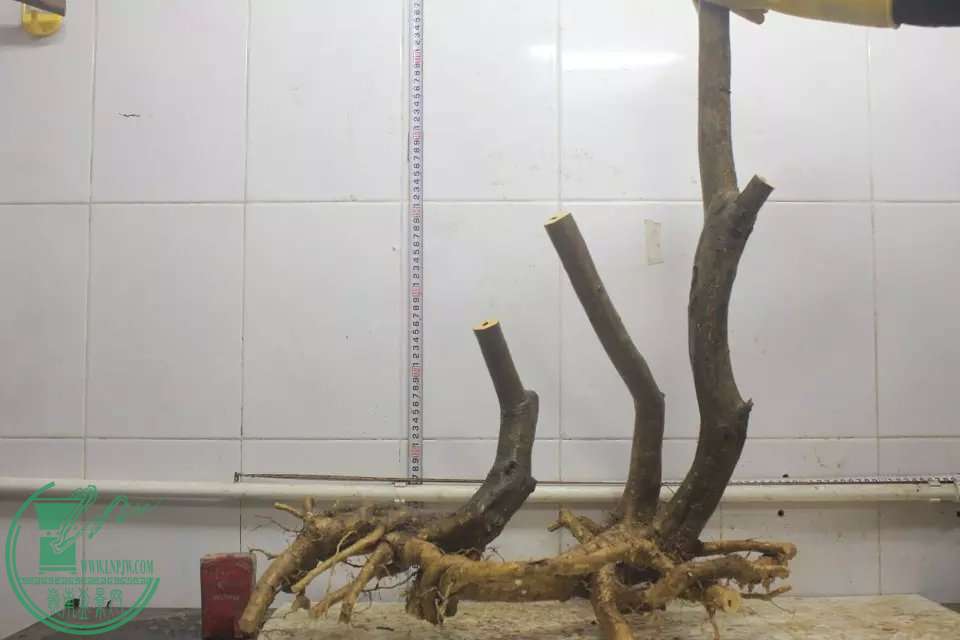 psb (1).jpg