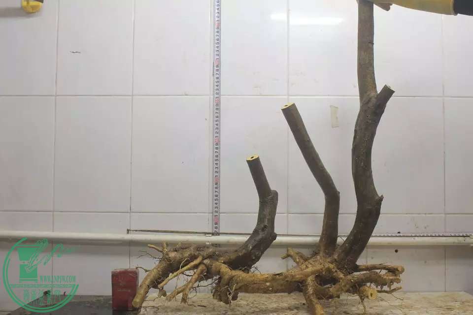 psb (2).jpg