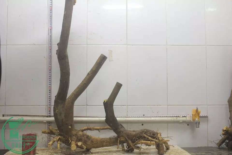 psb (4).jpg