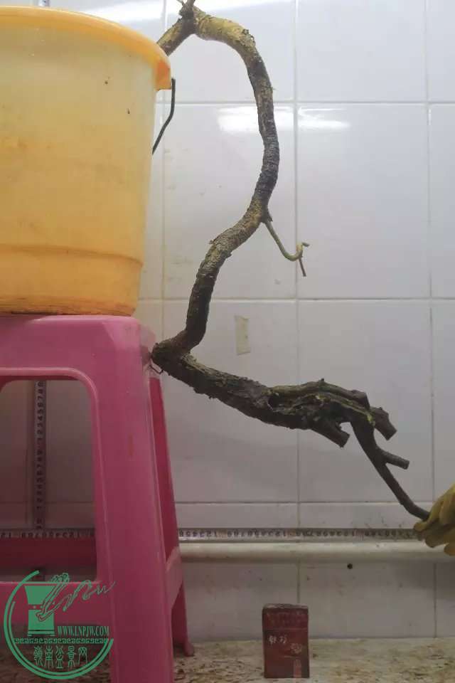 psb (19).jpg