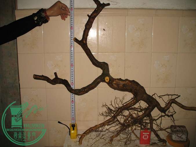 080.JPG