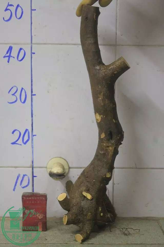 psb (11).jpg