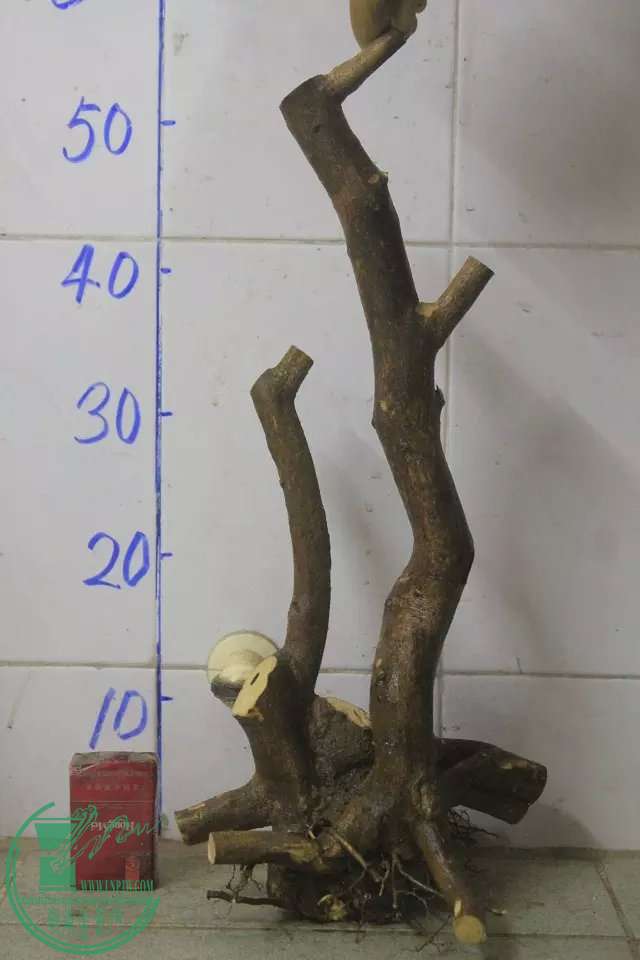 psb (40).jpg