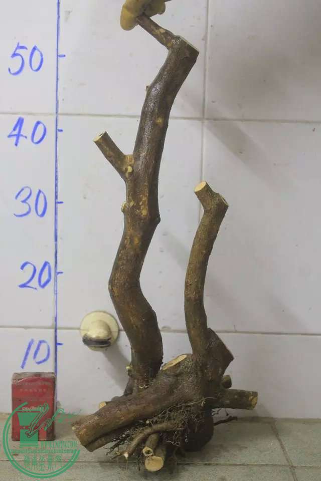 psb (41).jpg