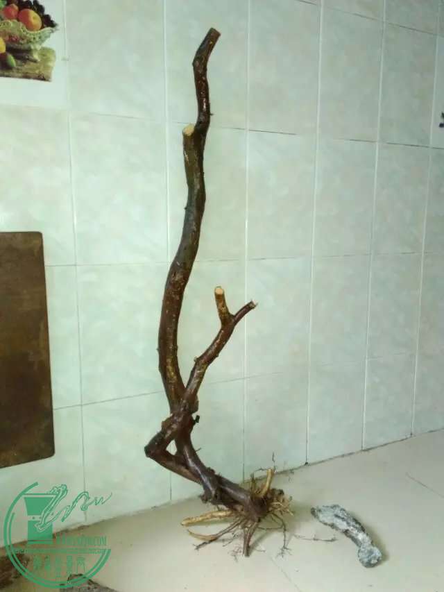 psb00.jpg