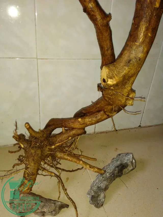 psb77.jpg