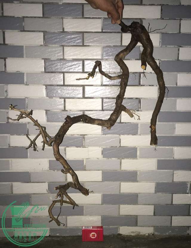 image.jpeg