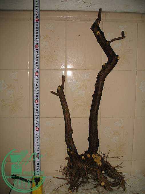 104.JPG