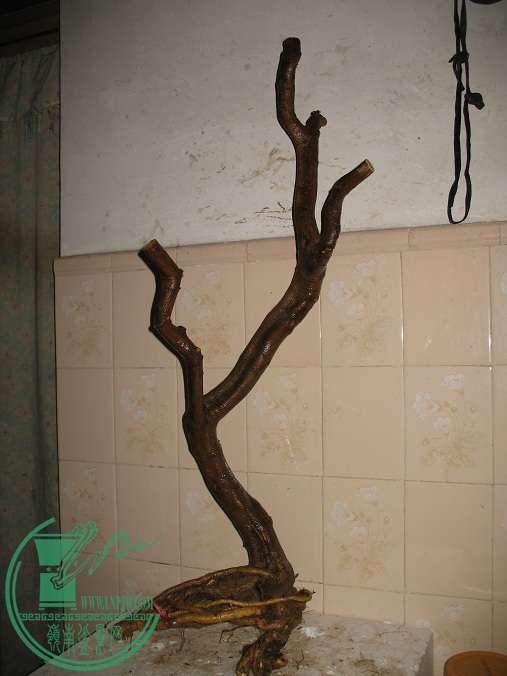 122.JPG