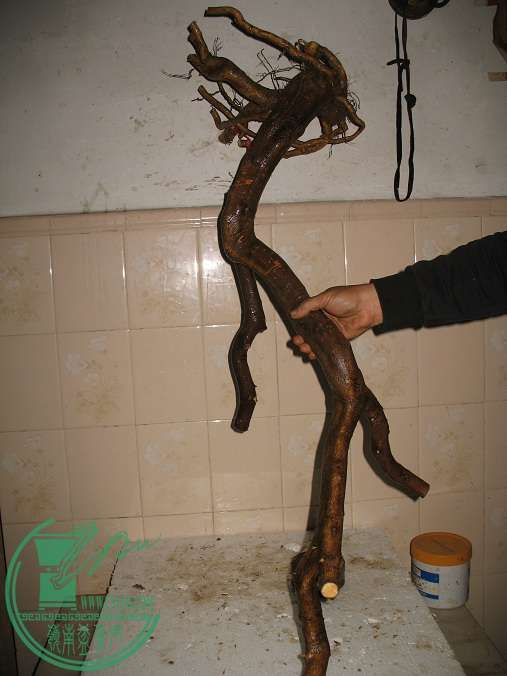 114.JPG