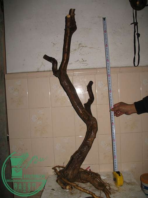 115.JPG
