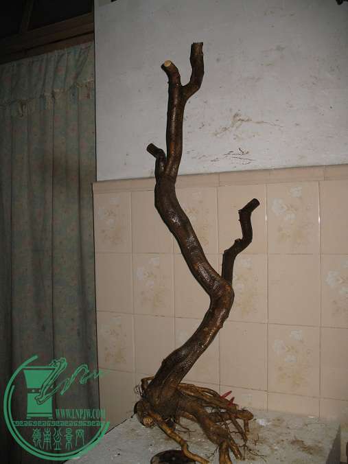 117.JPG