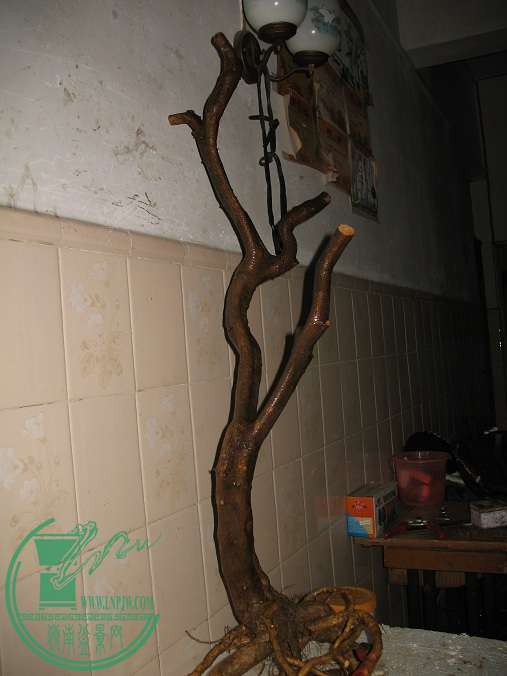 119.JPG