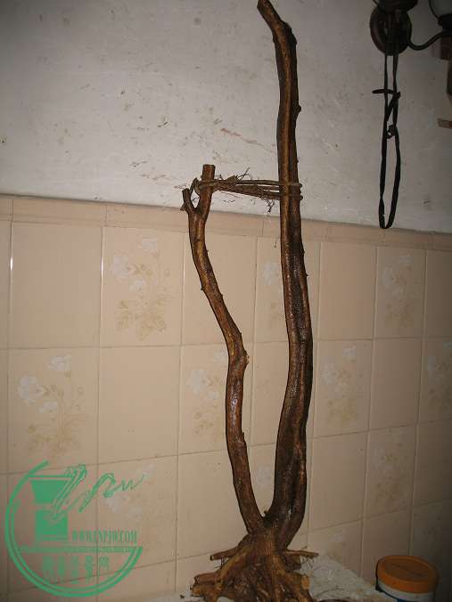 111.JPG