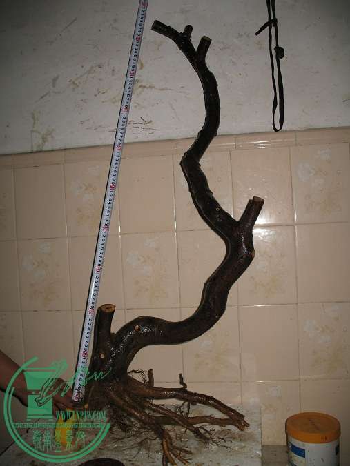 129.JPG