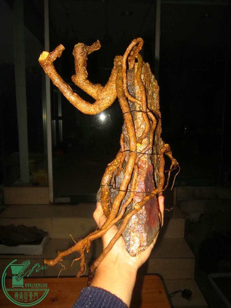 IMG_9814.JPG