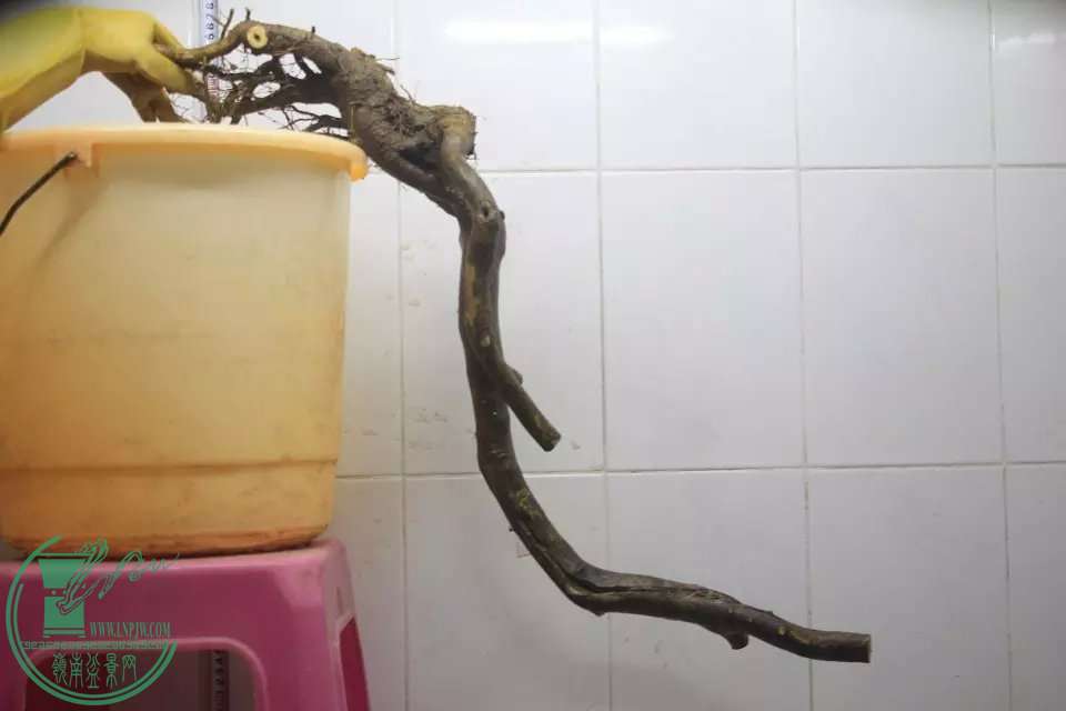 psb (1).jpg