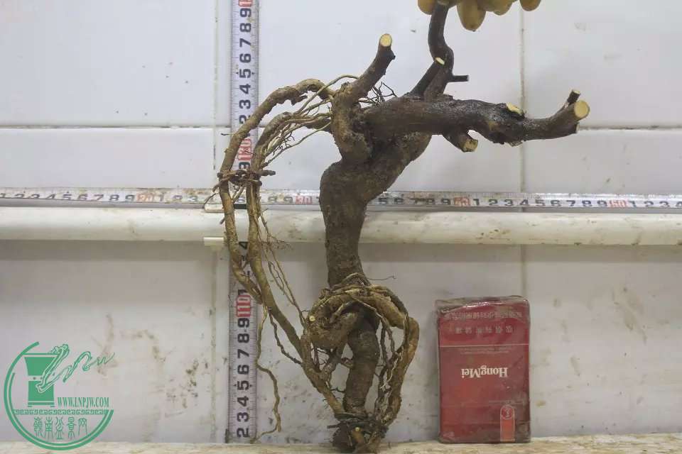 psb (9).jpg