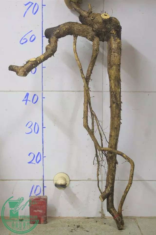 psb (25).jpg