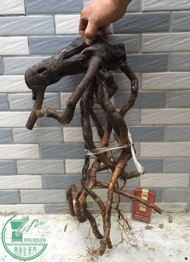 image.jpeg