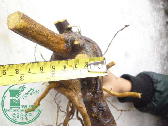 P1150270.JPG